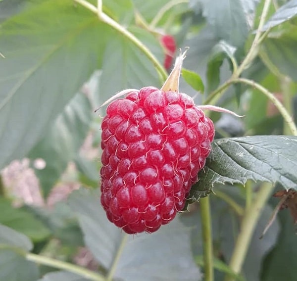 Polka Ahududu Fidanı