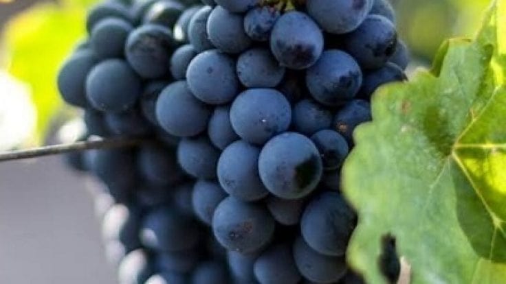 Mahrabaşı Üzüm Fidanı