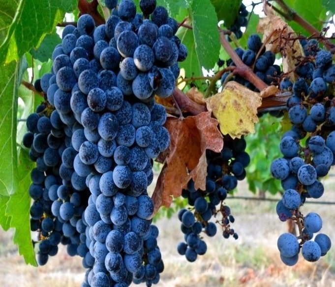 Merlot Üzüm Fidanı