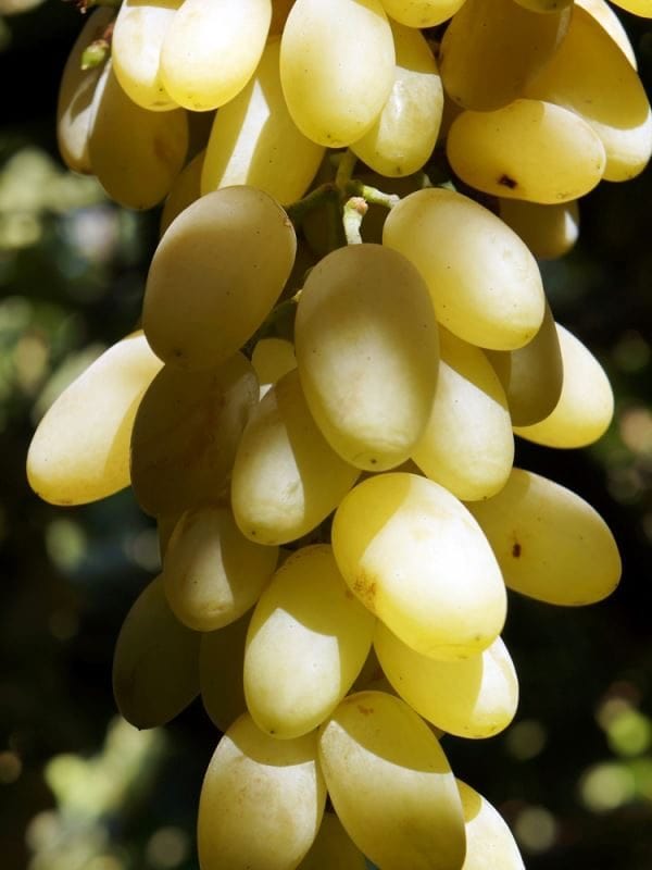 Mevlana Üzüm Fidanı