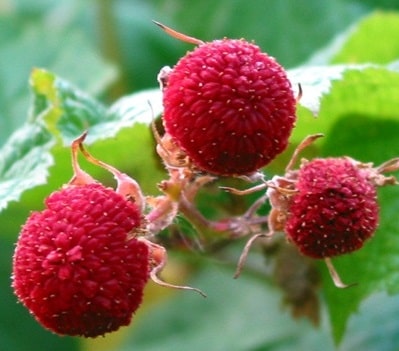 Thimble Berry Ahududu Fidanı