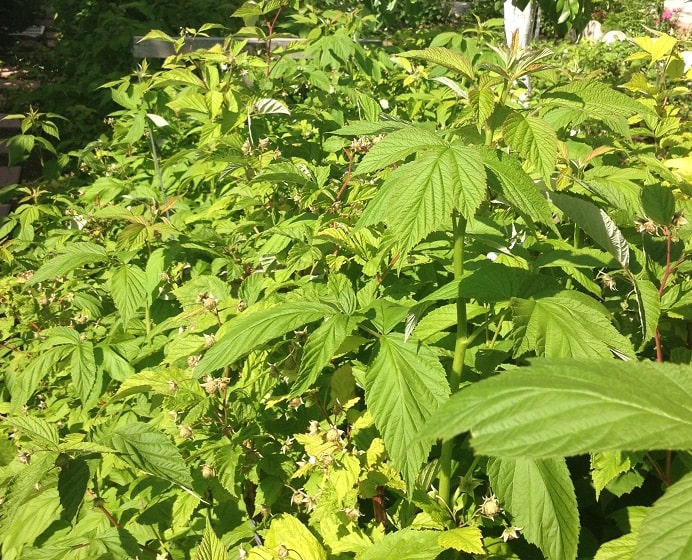 Yediveren Iskoc Heritage Ahududu Fidanı