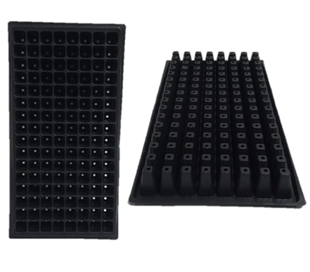 128 Gözlü Fide Viyolü