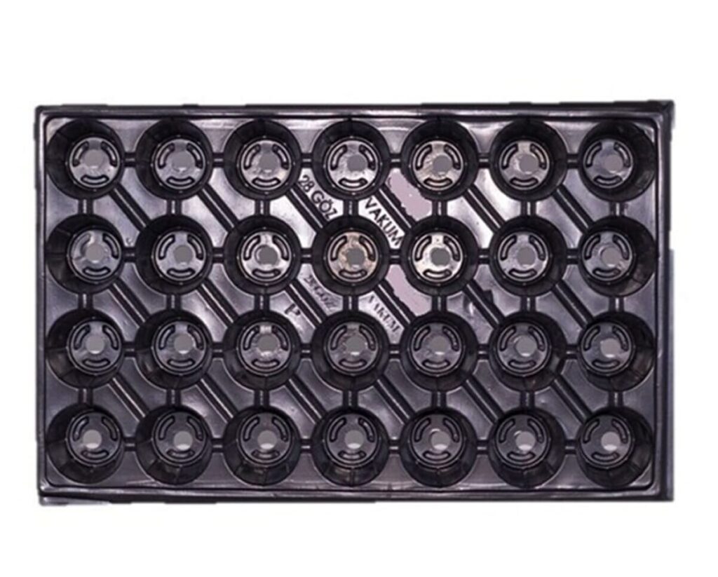 28 Gözlü Fide Viyolü