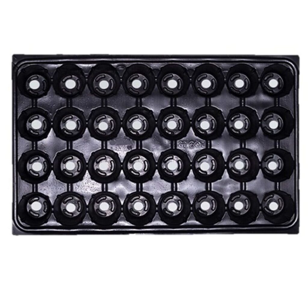 32 Gözlü Fide Viyolü