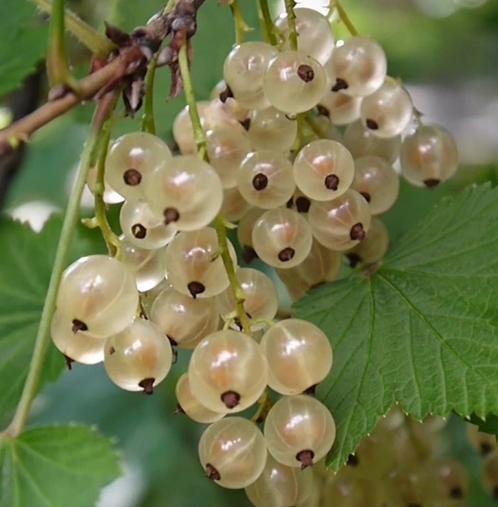 Beyaz Frenk Üzümü Fidanı