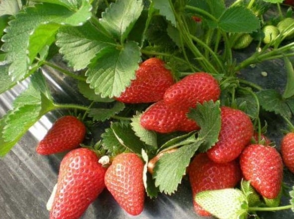 Camoreyel Çilek Fidesi