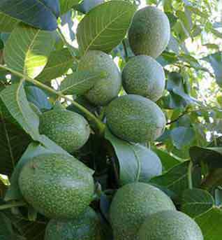 Fernette Ceviz Fidanı