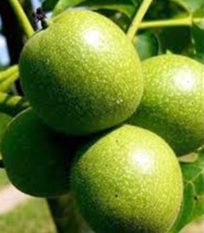 Fernor Ceviz Fidanı