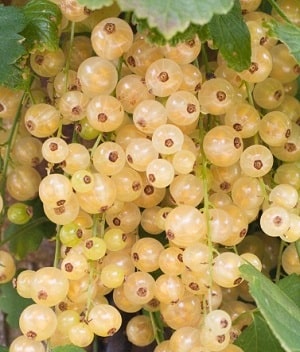 Sarı Frenk Üzümü Fidanı