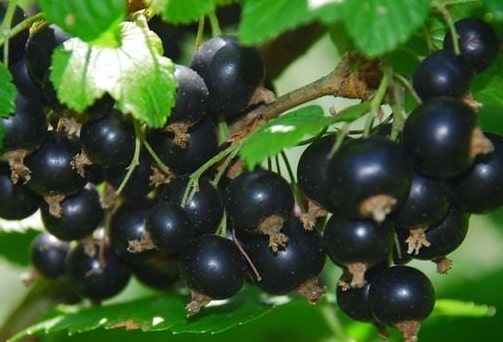 Siyah Frenk Üzümü Fidanı