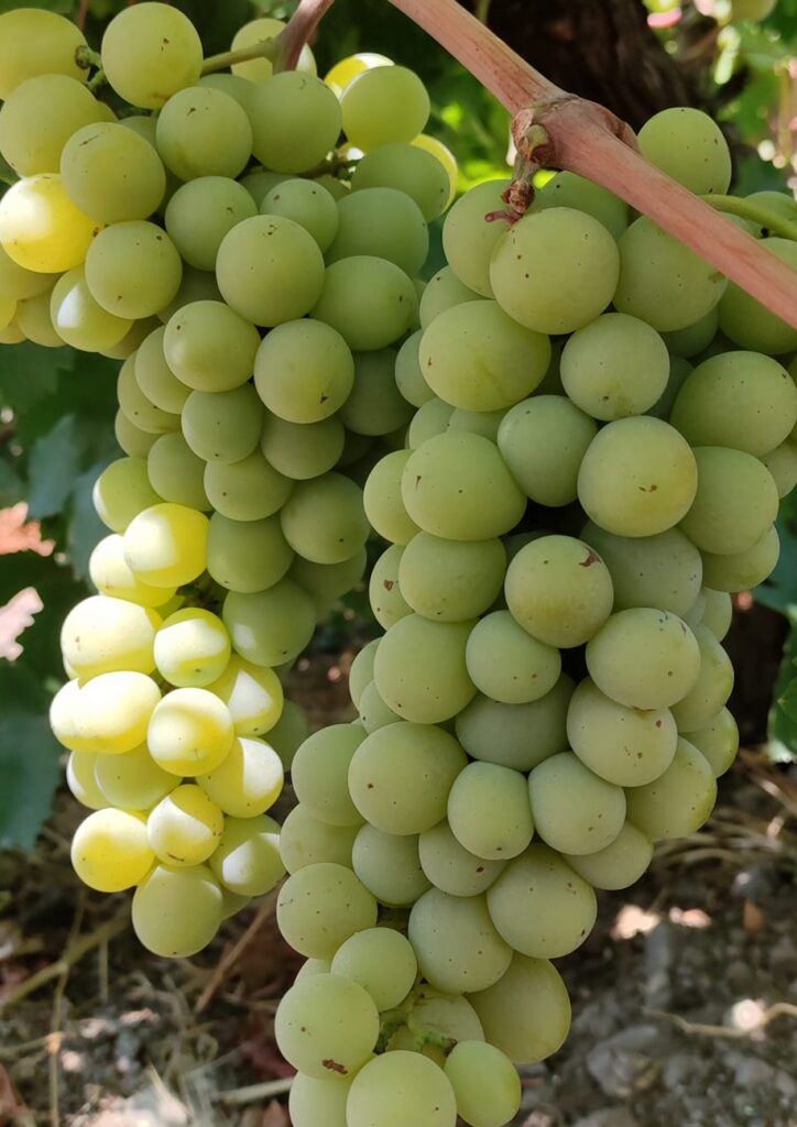 Cevzeni Üzüm Fidanı