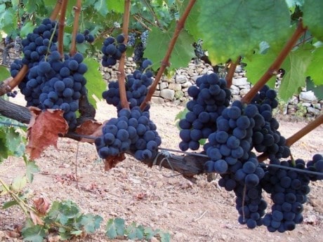 Ankara Kalecik Karası Üzüm Fidanı