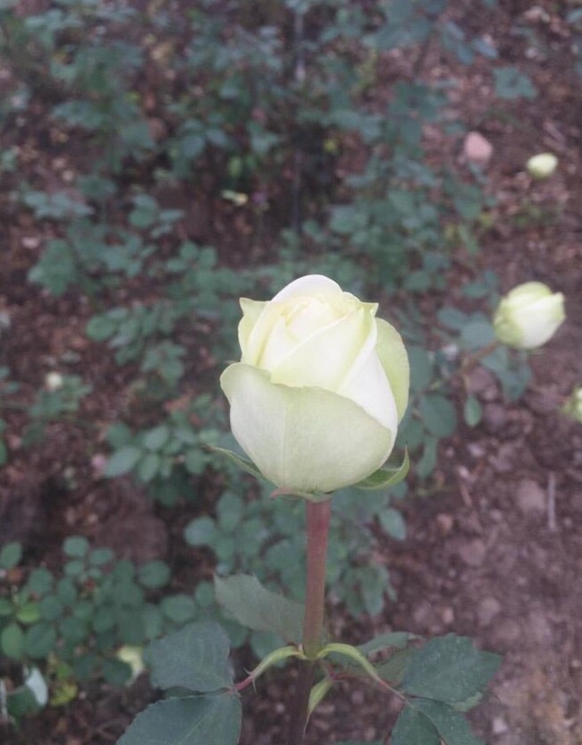 Polo Beyaz Gül Fidanı