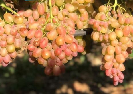 Şehrezat Üzüm Fidanı
