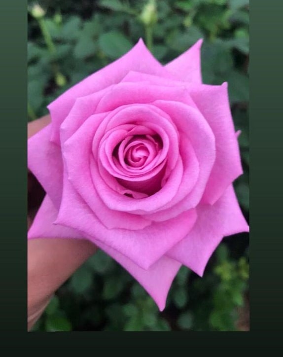 Şeker Pembe Gül Fidanı