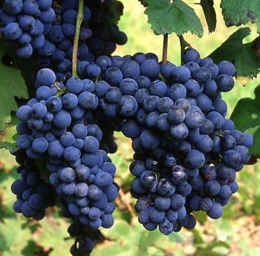 Şiraz Üzüm Fidanı