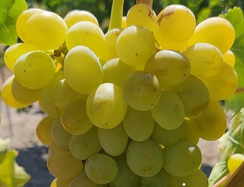 Tahannebi Üzüm Fidanı