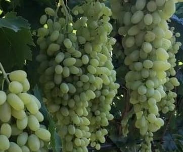 Thomson Üzüm Fidanı
