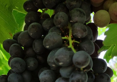 Vitro Siyah Çekirdeksiz Üzüm Fidanı