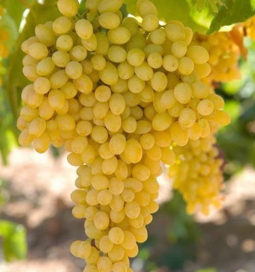 K7 Sultan Çekirdeksiz Üzüm Fidanı