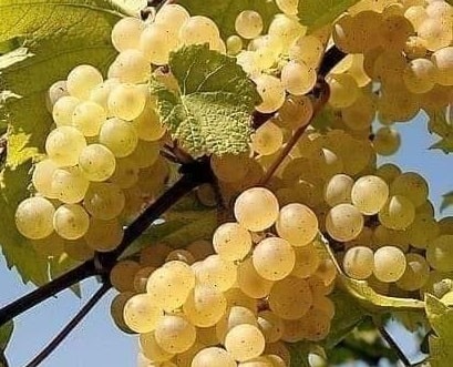 Mazrone Üzüm Fidanı