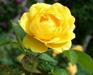 Sarı Gül Fidanı