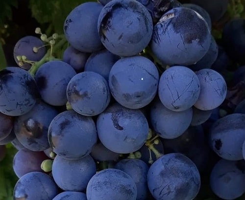 Boğazkere Üzüm Fidanı