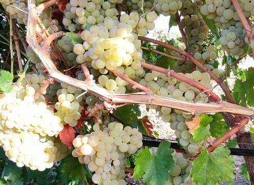 Çavuş Üzüm Fidanı