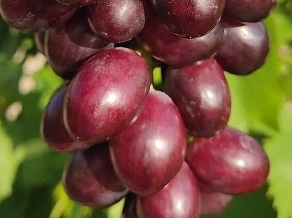 Adana Dokuztekne Üzüm Fidanı
