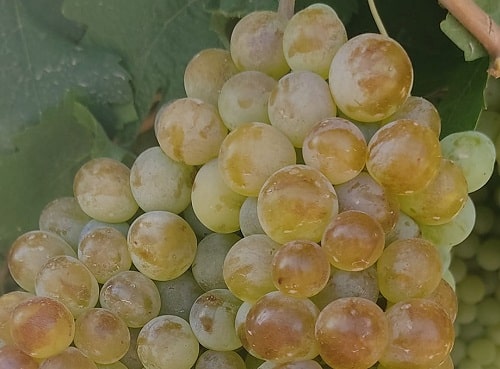 İsmailoğlu Üzüm Fidanı