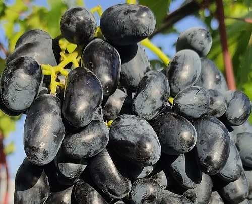 Sergi Karası Üzüm Fidanı