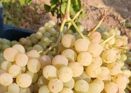 Çilo Reş Üzüm Fidanı