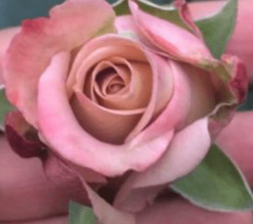 Kahverengi Gül Fidanı