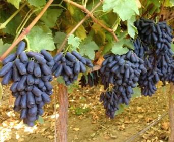 Black Finger Üzüm Fidanı