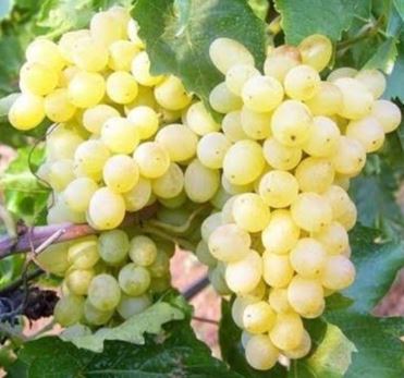 Hasandede Üzüm Fidanı