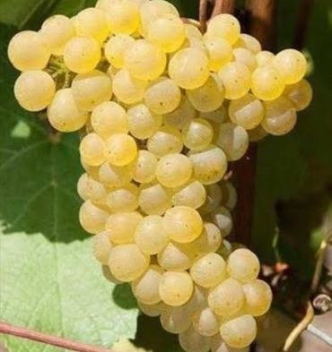 Şıra Narince Üzüm Fidanı