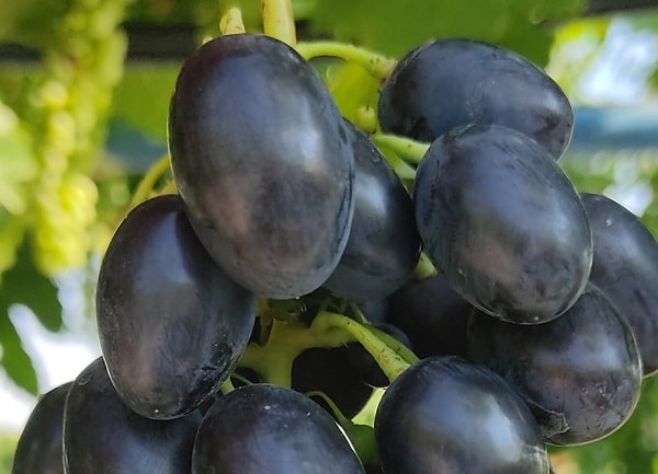 Black Magic Üzüm Fidanı