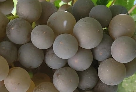 Gökbulut Üzüm Fidanı