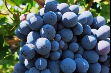 Keşbir Üzüm Fidanı